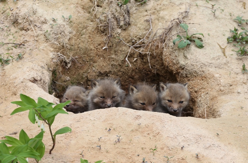 Korean red foxes born in a restoration facility of KNPS ©KNPS